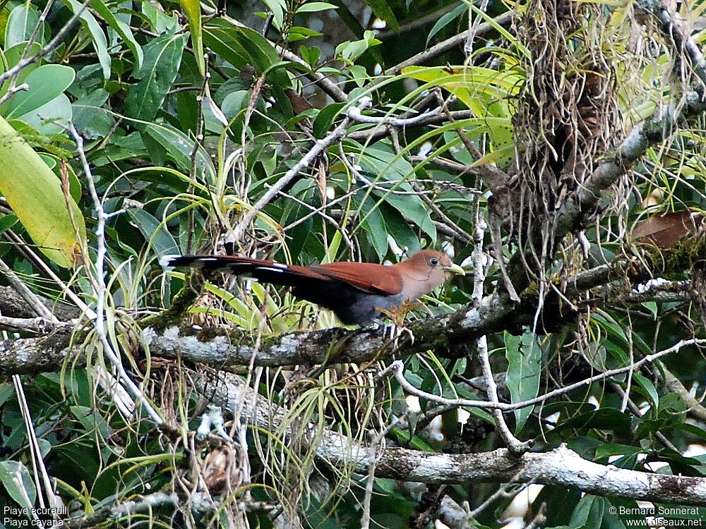 Squirrel Cuckoo