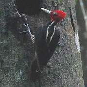 Pale-billed Woodpecker