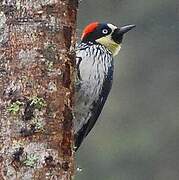 Acorn Woodpecker