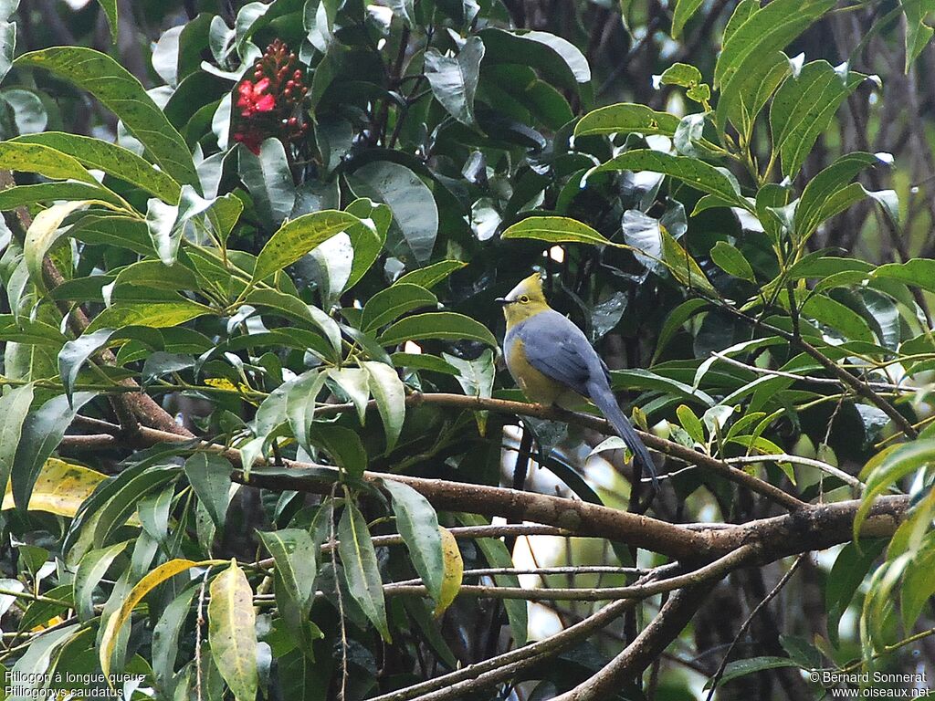 Long-tailed Silky-flycatcher