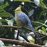 Long-tailed Silky-flycatcher