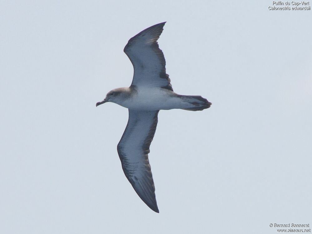 Puffin du Cap-Vert