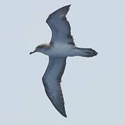 Cape Verde Shearwater