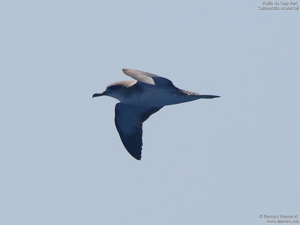 Cape Verde Shearwater