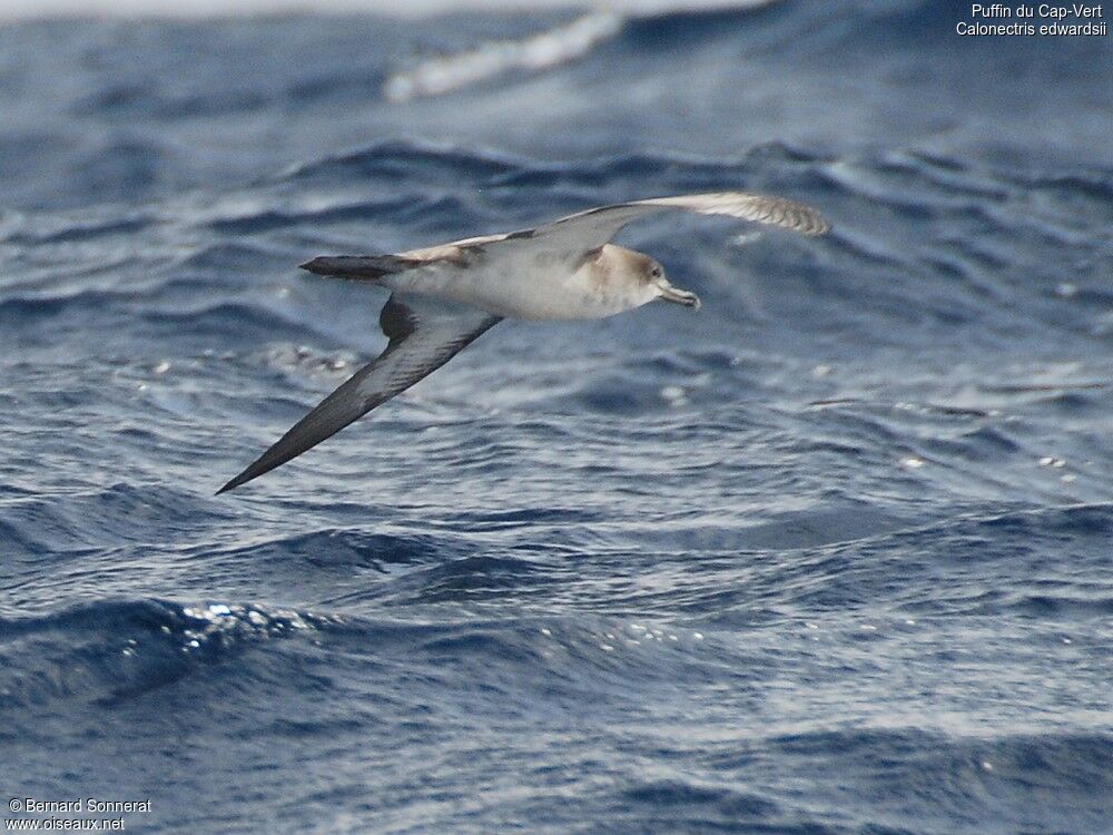 Cape Verde Shearwater