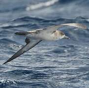 Cape Verde Shearwater