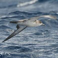 Puffin du Cap-Vert