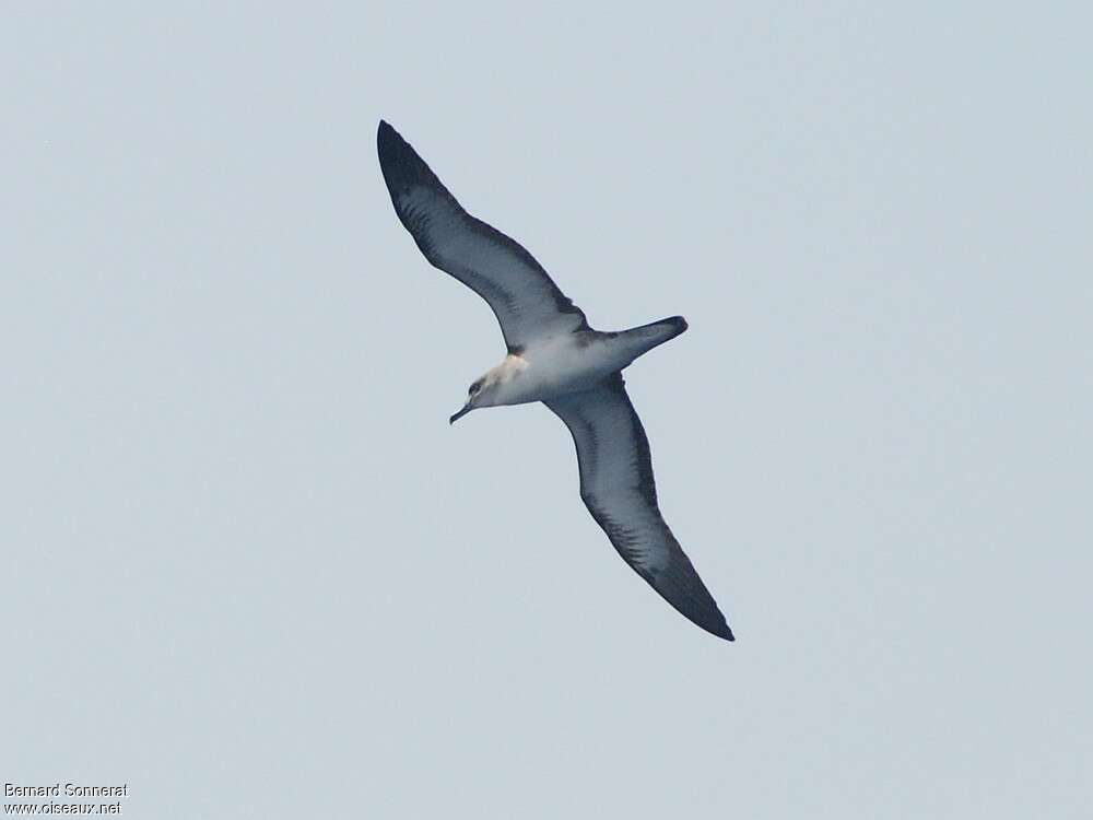 Cape Verde Shearwater, pigmentation, Flight