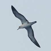 Cape Verde Shearwater