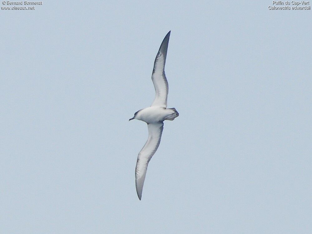 Cape Verde Shearwater