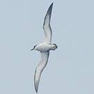 Puffin du Cap-Vert