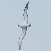 Cape Verde Shearwater