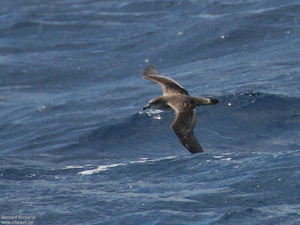 Cape Verde Shearwater, pigmentation, Flight