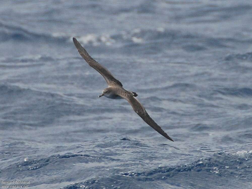 Puffin du Cap-Vert, identification