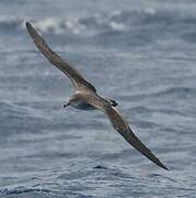 Cape Verde Shearwater