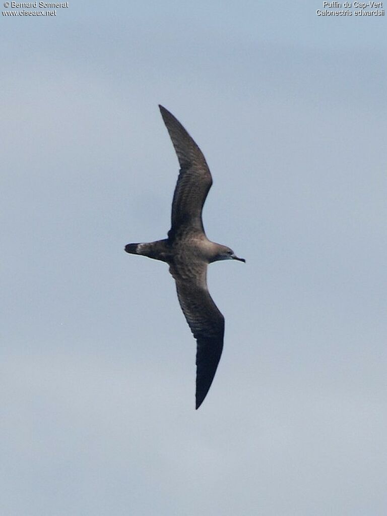 Cape Verde Shearwater