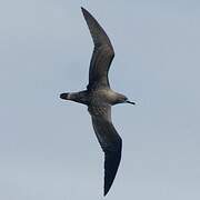 Cape Verde Shearwater