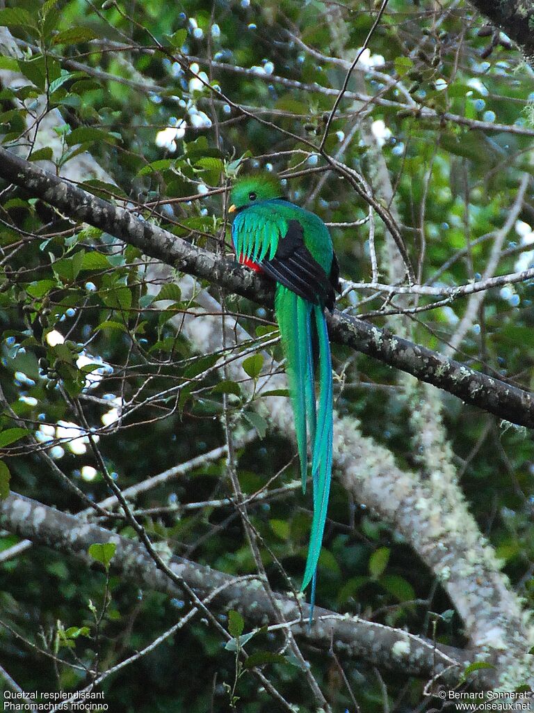 Quetzal resplendissant