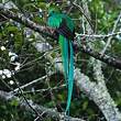 Quetzal resplendissant