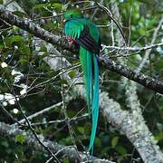 Quetzal resplendissant