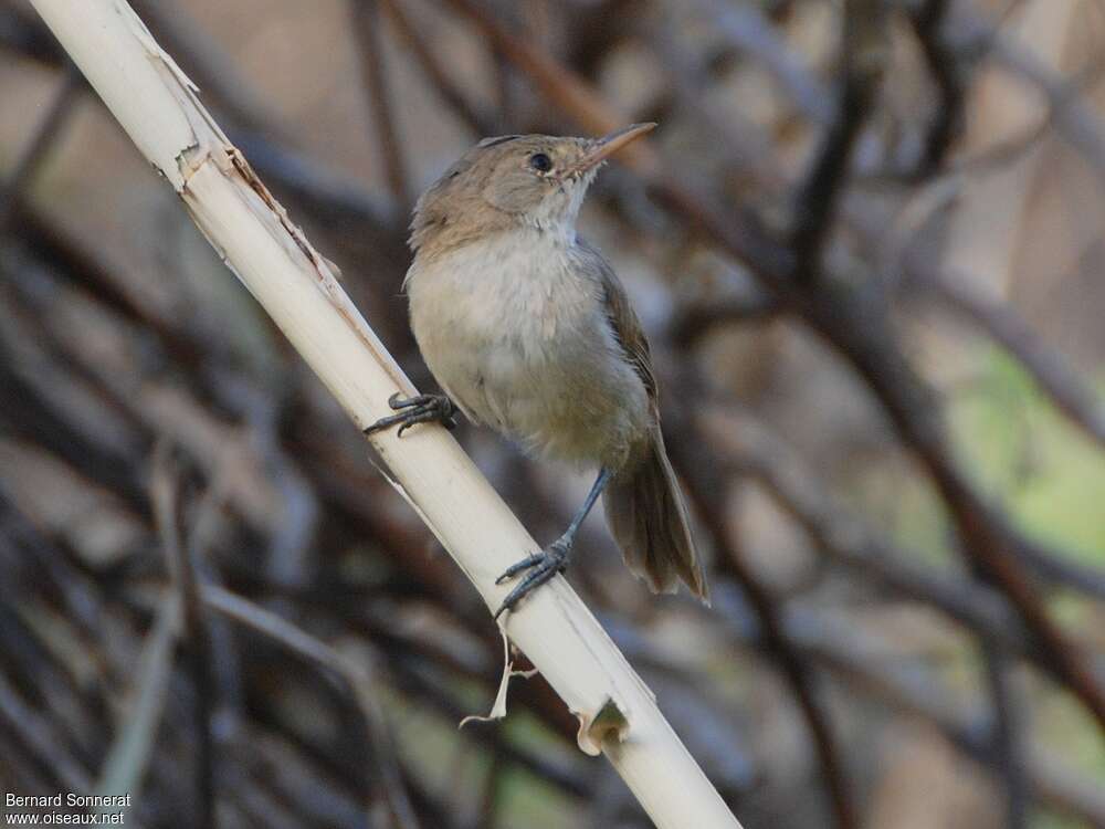 Cape Verde Warbleradult, close-up portrait