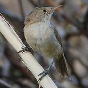 Cape Verde Warbler