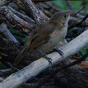 Cape Verde Warbler