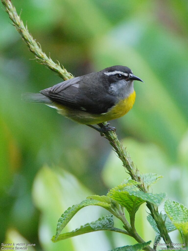 Bananaquit, identification