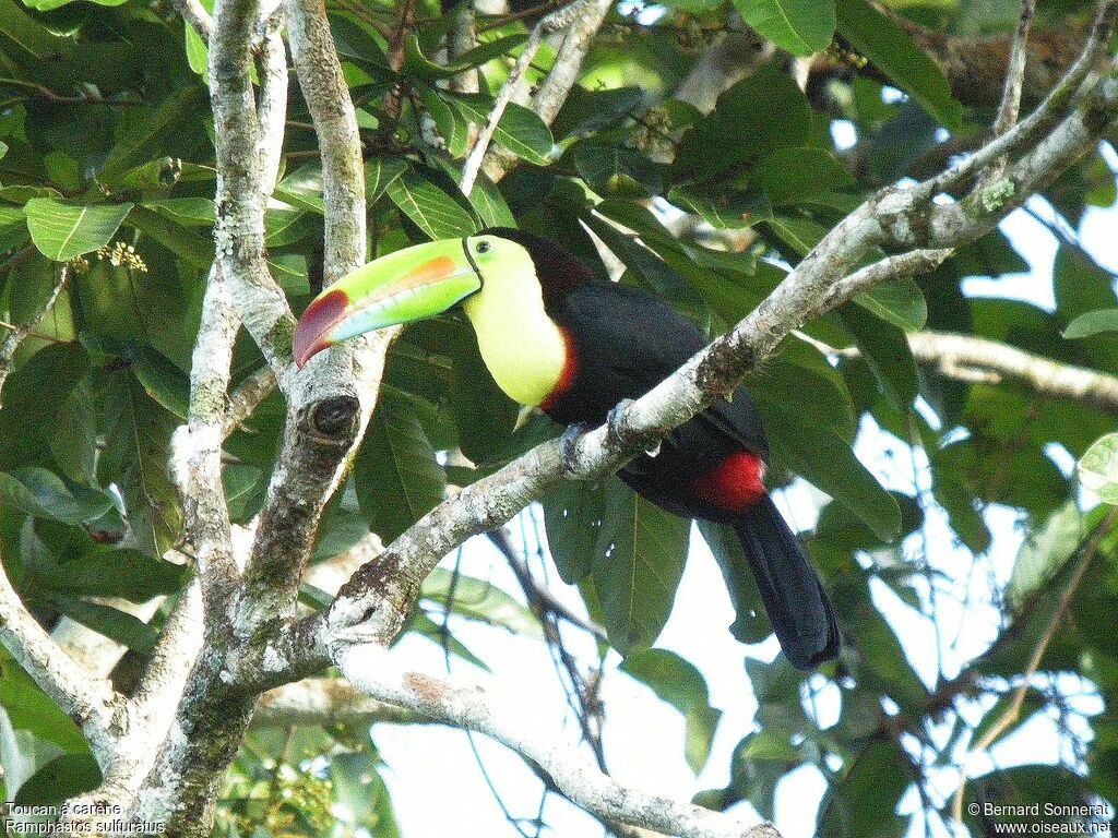 Toucan à carène, identification