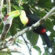 Toucan à carène