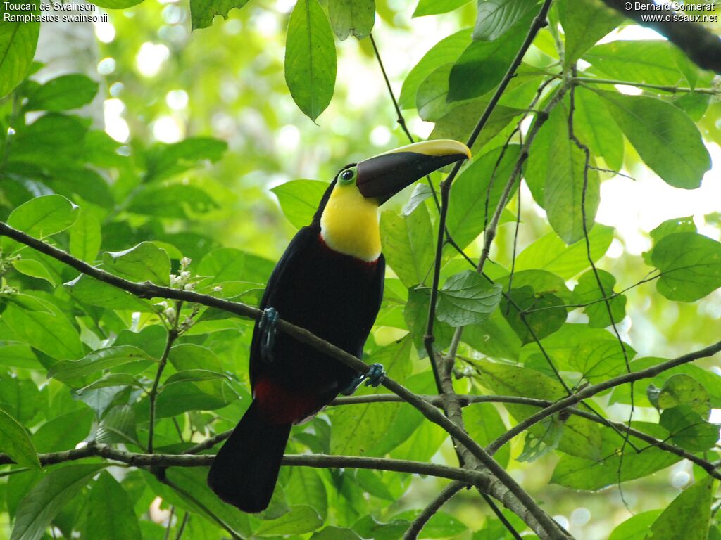 Toucan de Swainson, identification