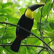 Yellow-throated Toucan (swainsonii)