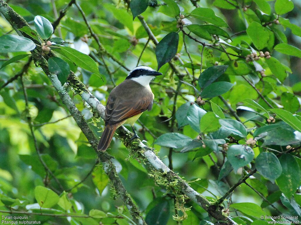 Great Kiskadee, identification