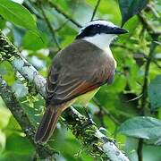 Great Kiskadee