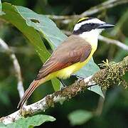 Great Kiskadee