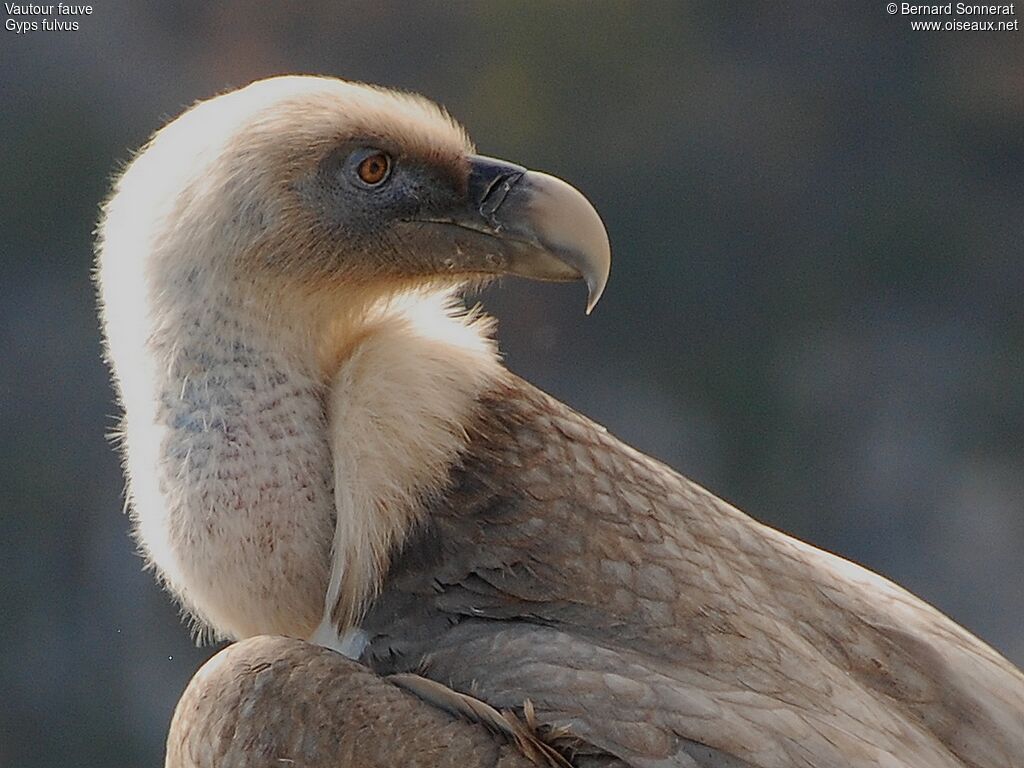 Griffon Vulture