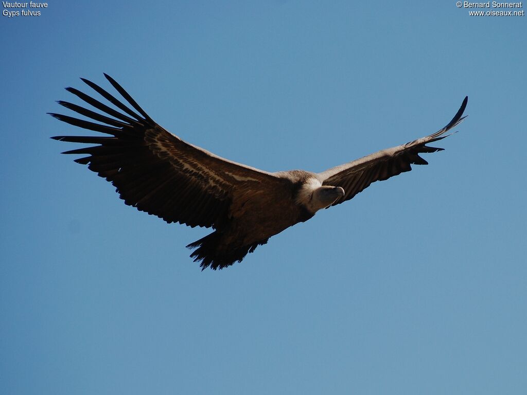 Griffon Vulture