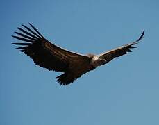 Griffon Vulture