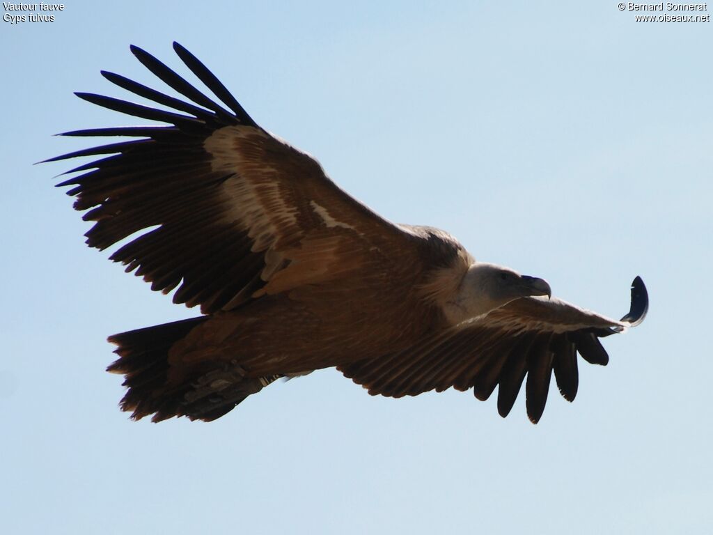 Griffon Vulture