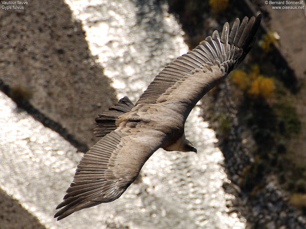 Griffon Vulture