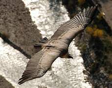 Griffon Vulture