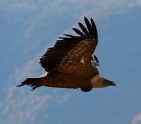 Griffon Vulture