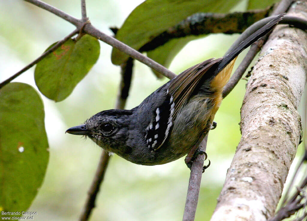 Batara bleuâtre mâle adulte, identification