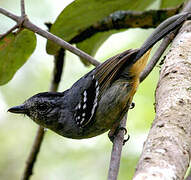 Variable Antshrike