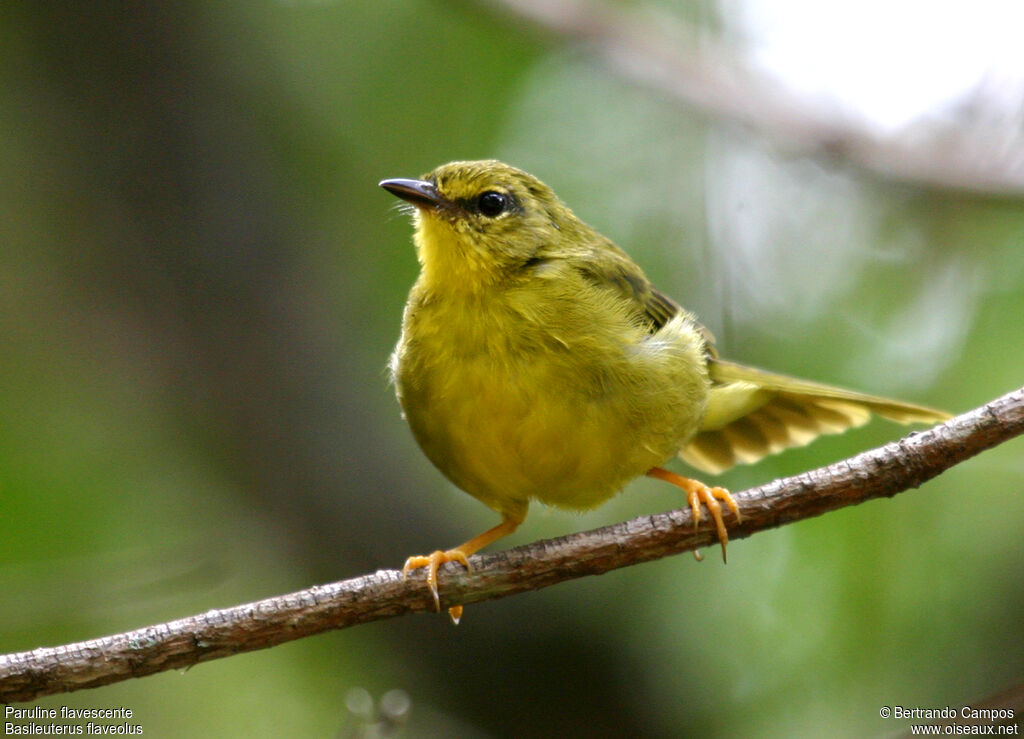 Flavescent Warbleradult