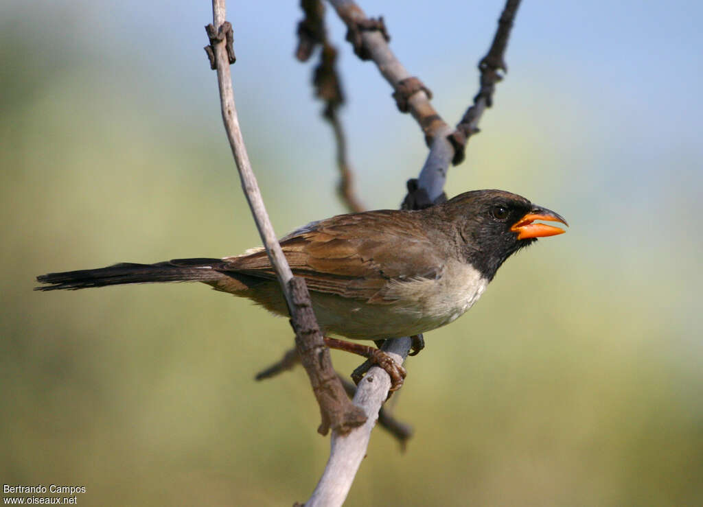 Black-throated Saltatoradult