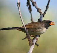 Black-throated Saltator