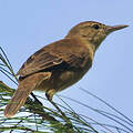 Nauru Reed Warbler