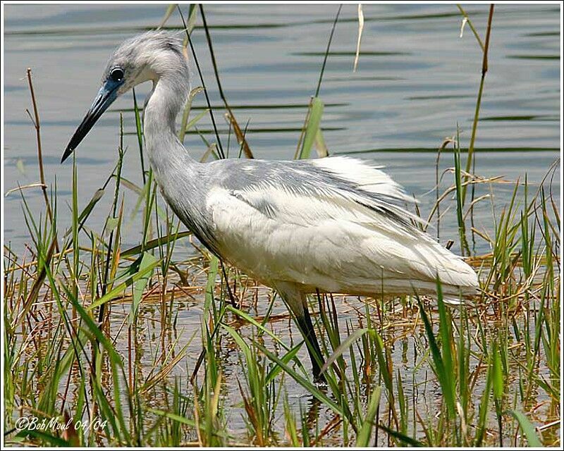 Little Blue Heron