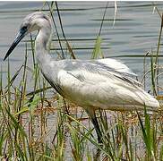 Little Blue Heron